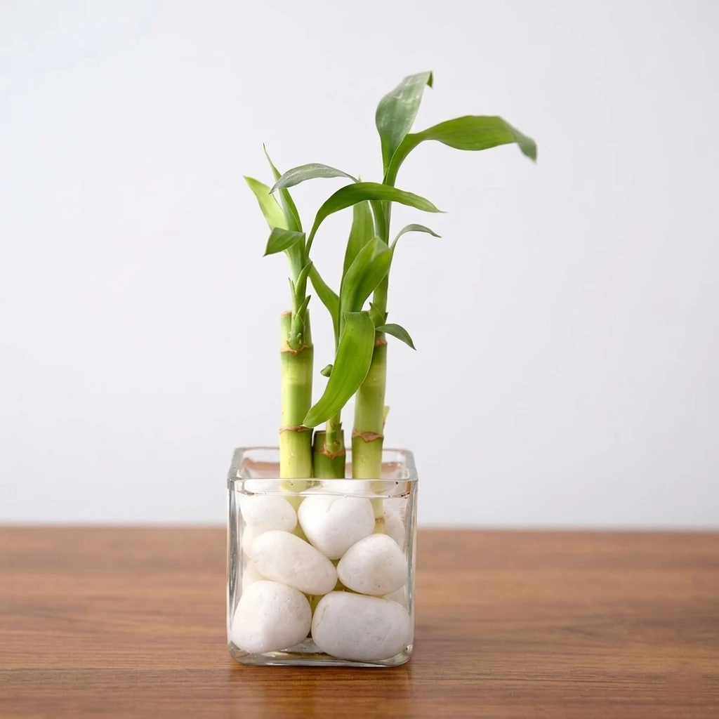2 Layer Lucky Bamboo Plant in Vase