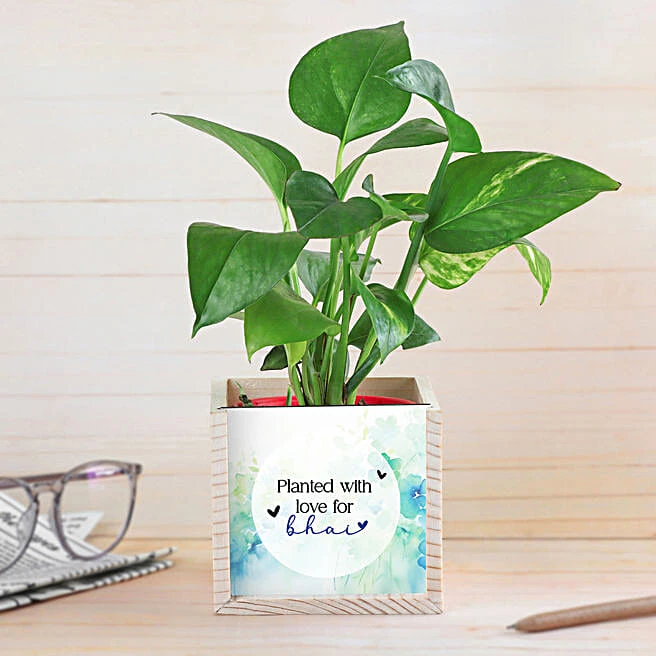 Custom Message Money Plant
