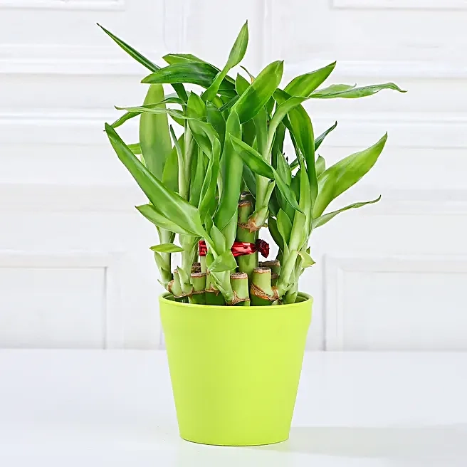 Green Pot Bamboo Plant Gift