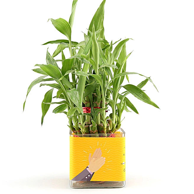 Bamboo Plant in Designer Mug