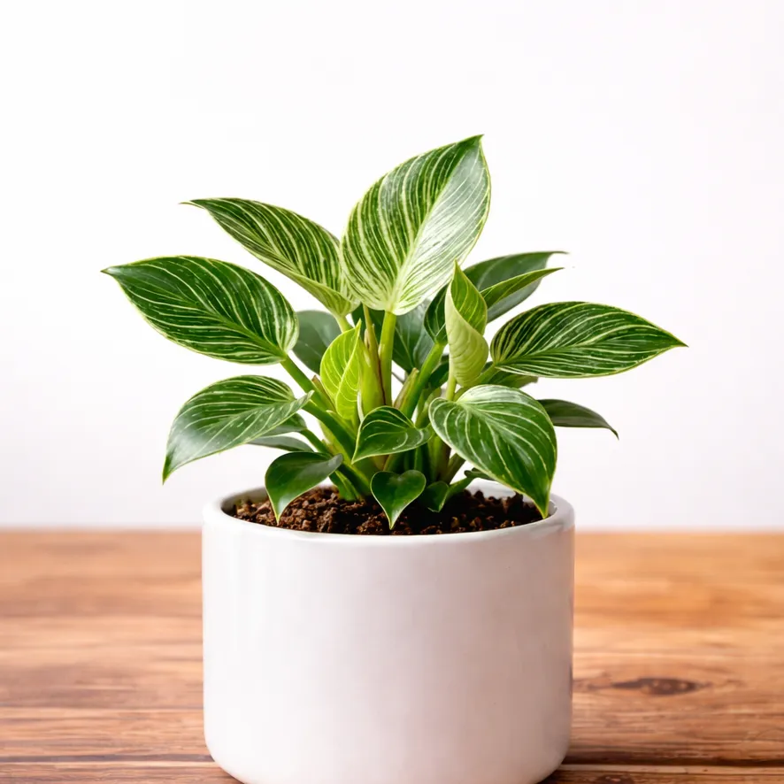 Philodendron Birkin Plant