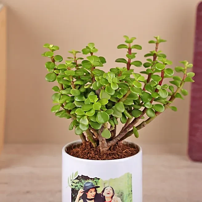 Photo Printed Planter with Jade Plant