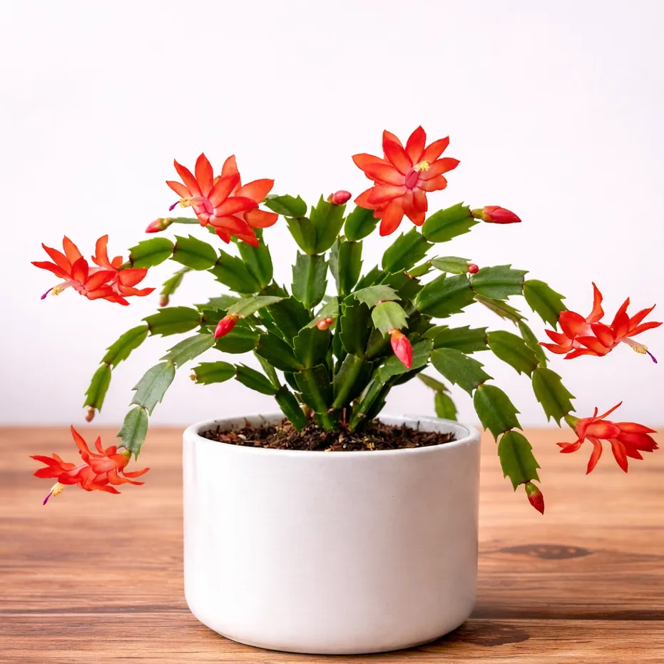 Christmas Cactus Plant