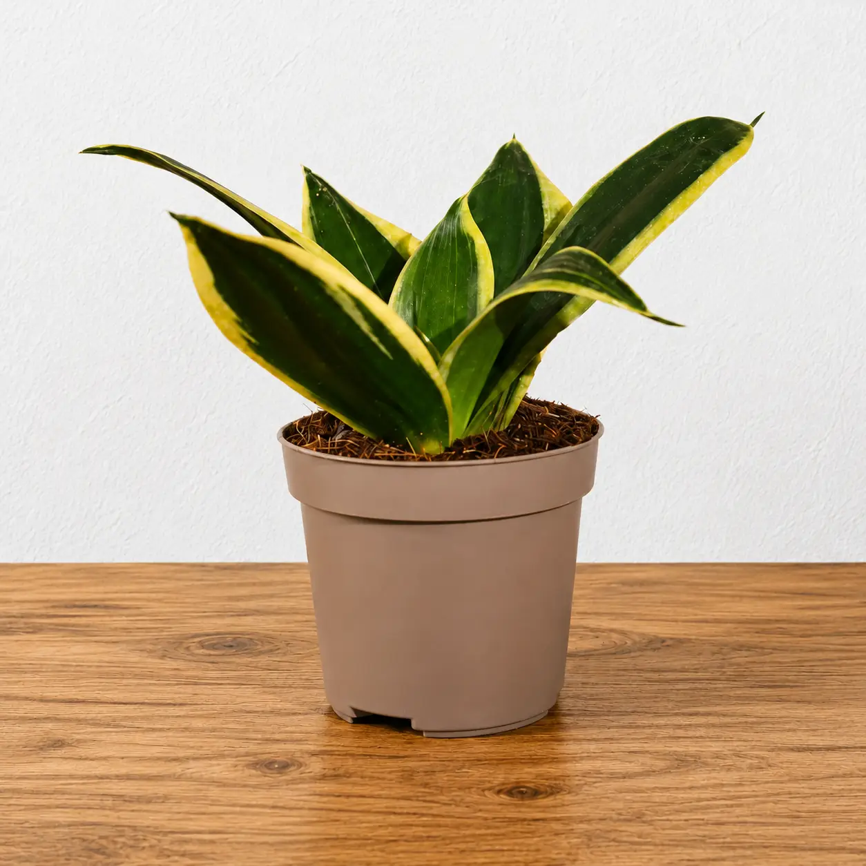 Indoor Snake Plant