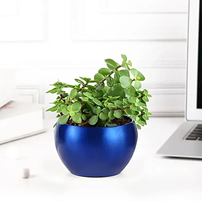 Lucky Jade Plant in Blue Pot