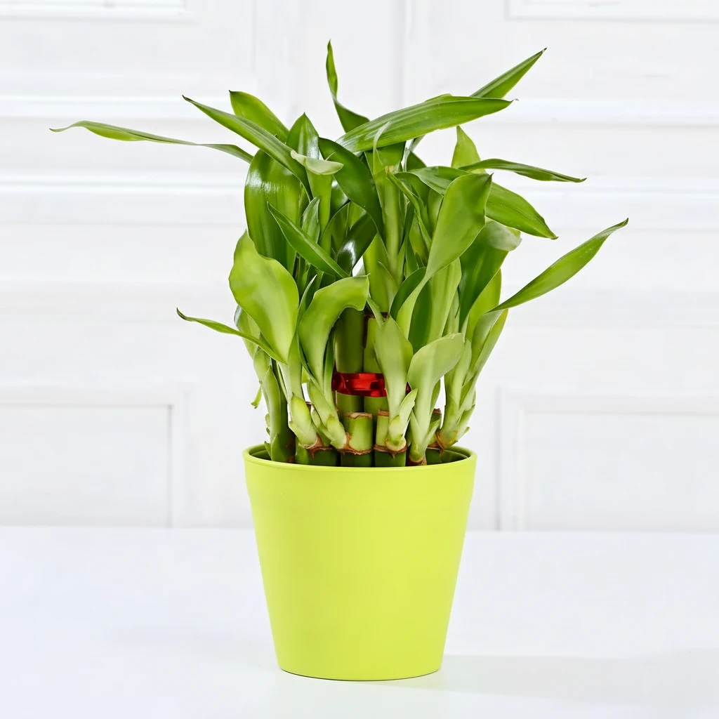 Bamboo Plant for Good Luck and Prosperity