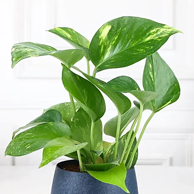 Fresh Money Plant for Home Decor