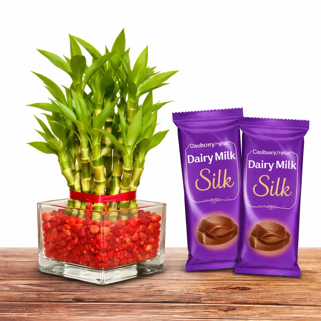 Bamboo Plant with Cadbury Silk Gift Set