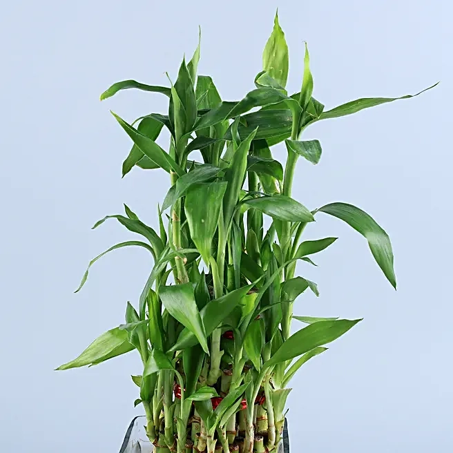 Bamboo Plant in Glass Vase