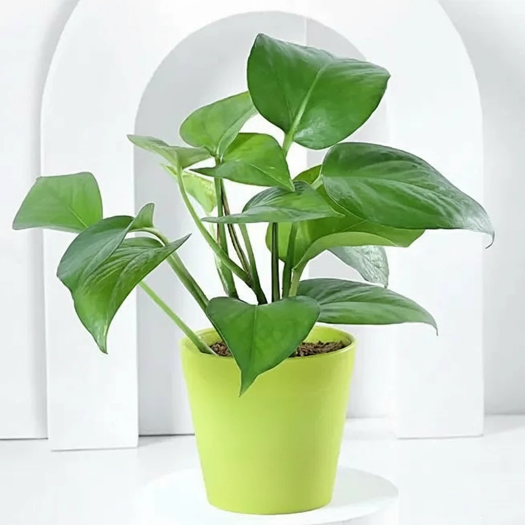 Money Plant in Green Pot