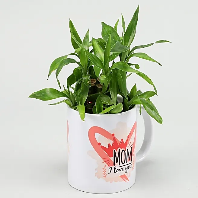 Bamboo Plant in Coffee Mug