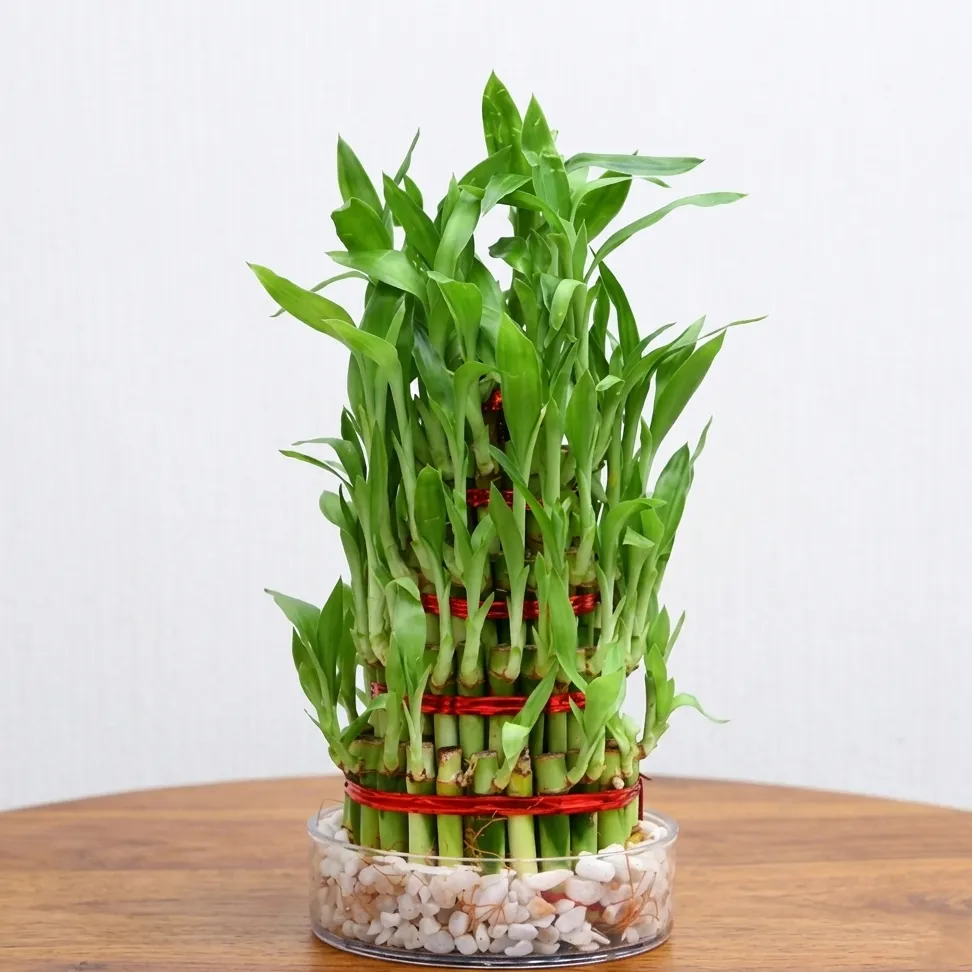 4 Lucky Bamboo with Glass Bowl — photo 2