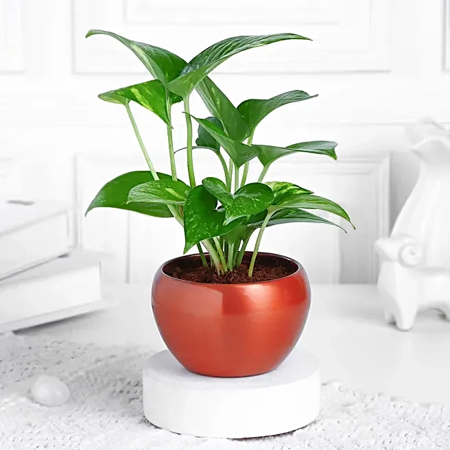 Money Plant with Red Pot
