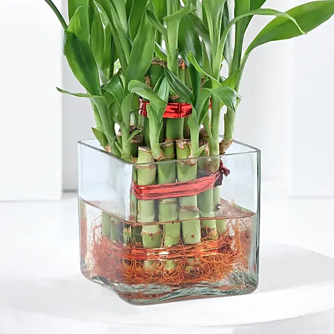Indoor Lucky Bamboo Plant Gift