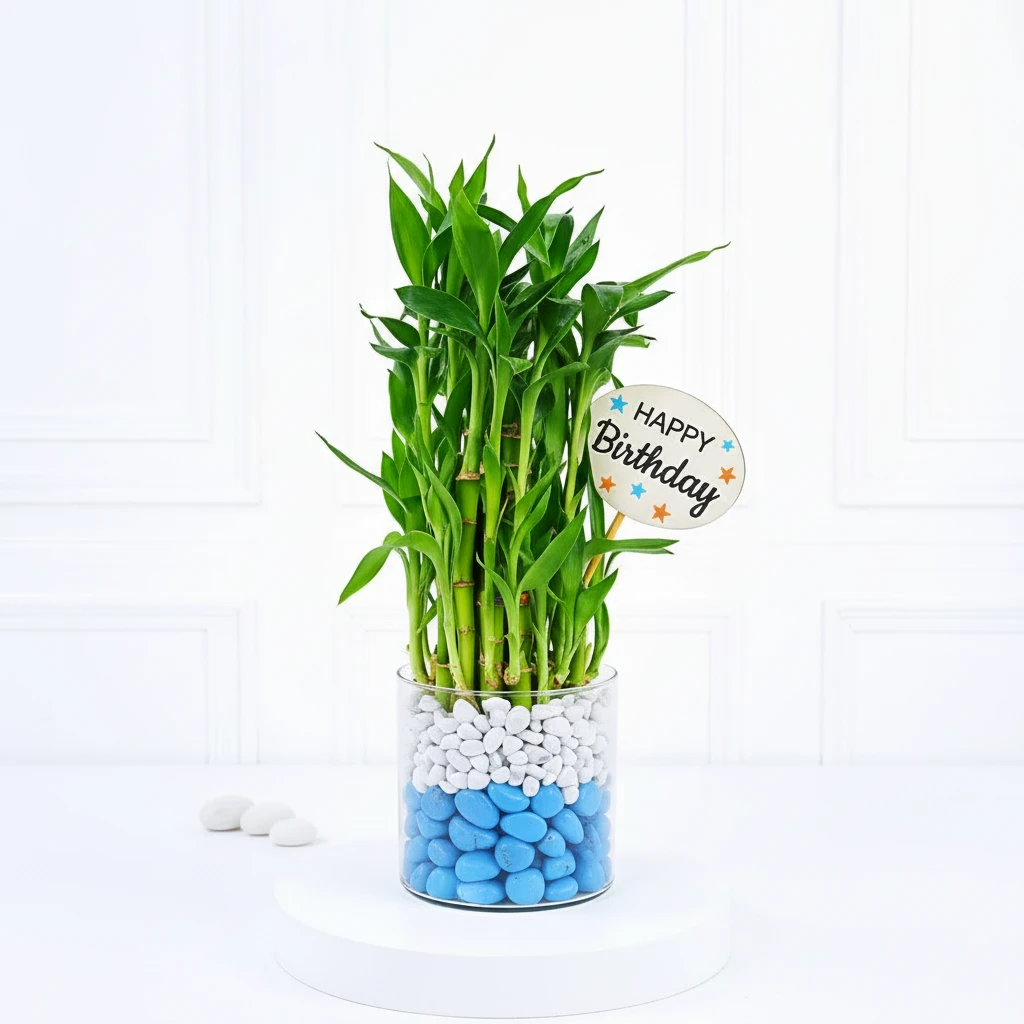 Lucky Bamboo with Stones Gift