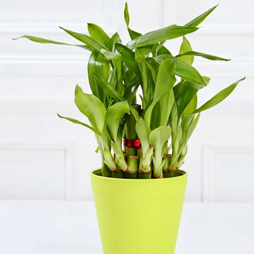 Bamboo Plant for Good Luck and Prosperity — photo 2