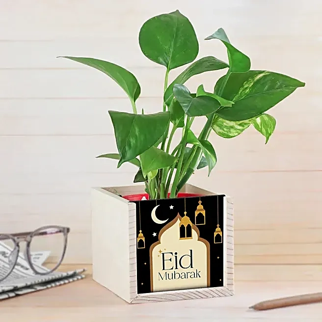 Eid Mubarak Money Plant Gift Pot