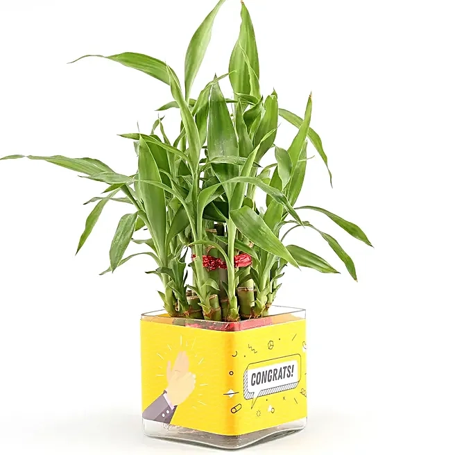 Bamboo Plant in Designer Mug