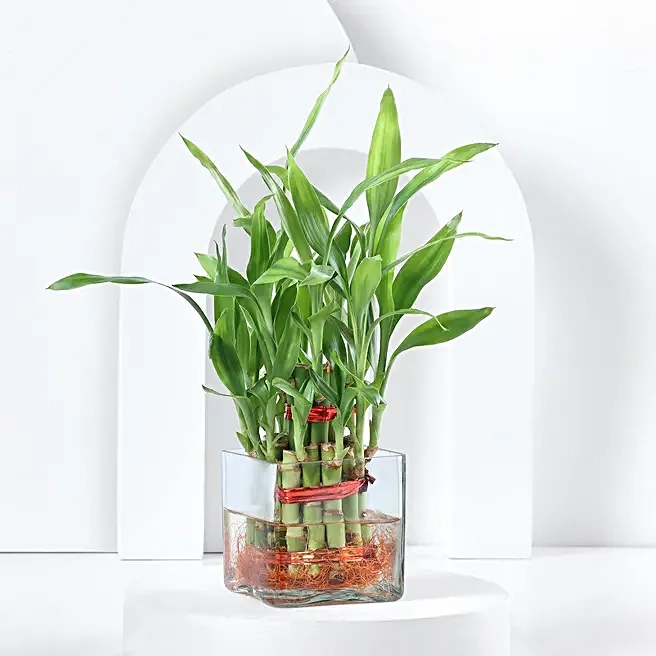 Indoor Lucky Bamboo Plant Gift