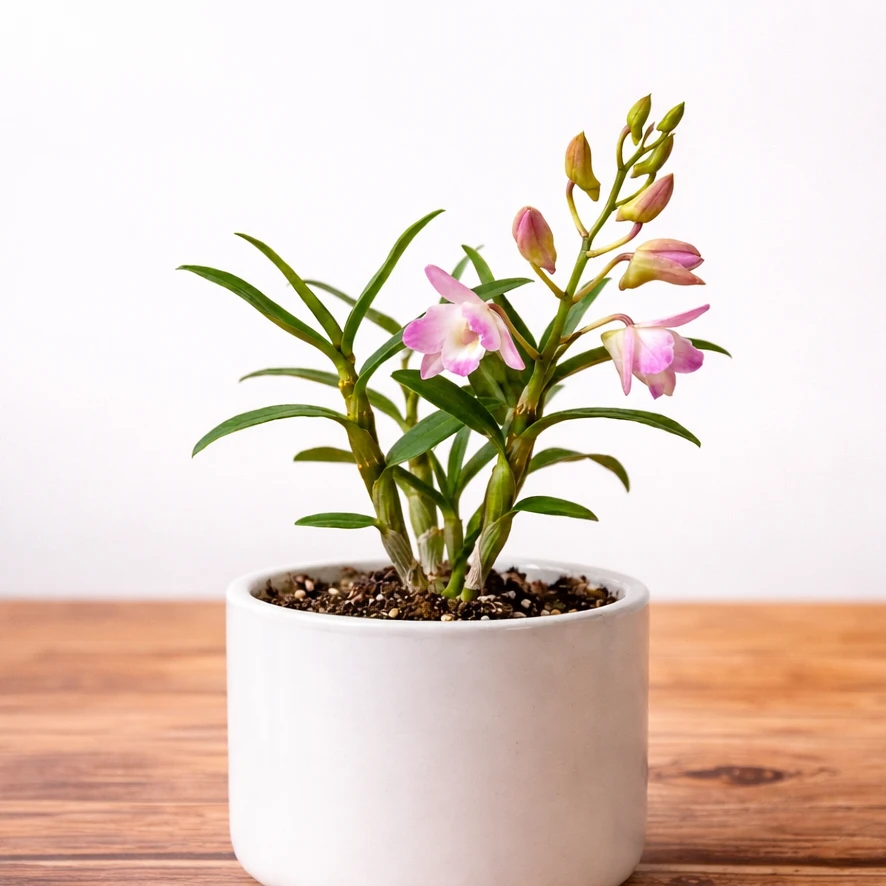 Dendrobium Orchid Plant — photo 2