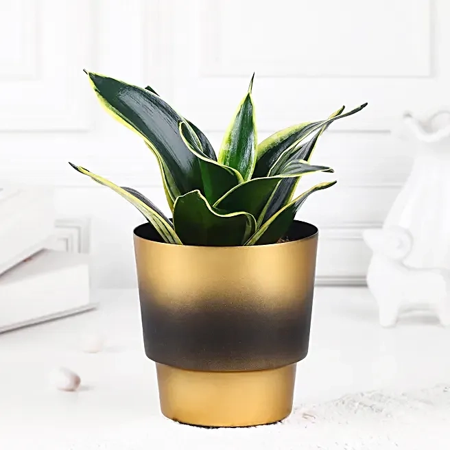 Snake Plant in Golden Pot Gift