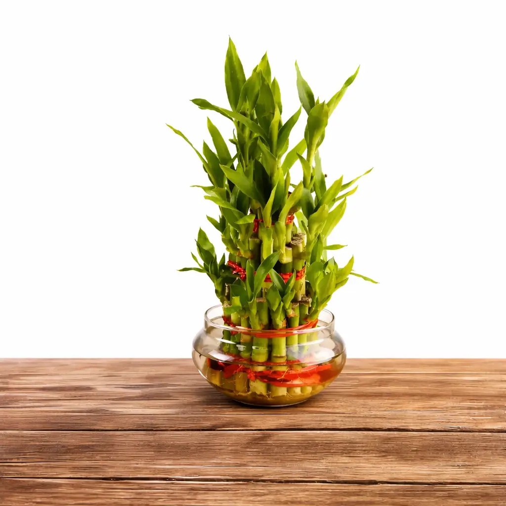 Chocolate Cake N 3 Layer Lucky Bamboo