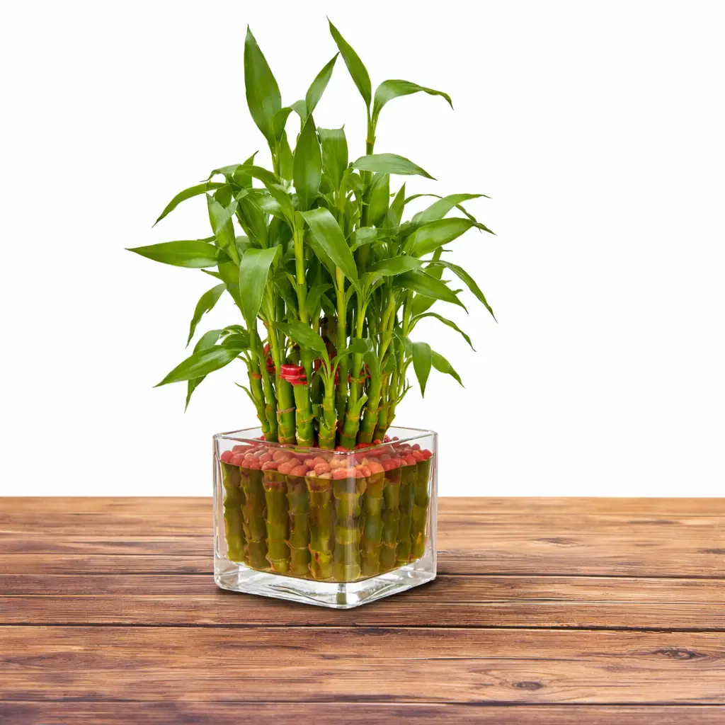 Lucky Bamboo with Chocolate Set