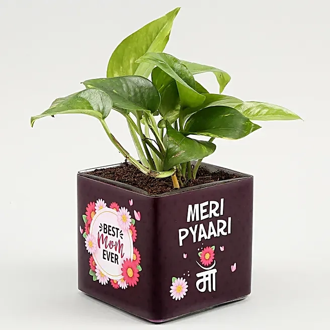 Cute Plant Gift for Maa