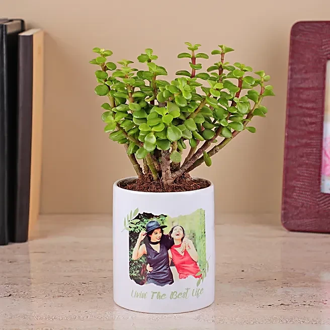 Photo Printed Planter with Jade Plant