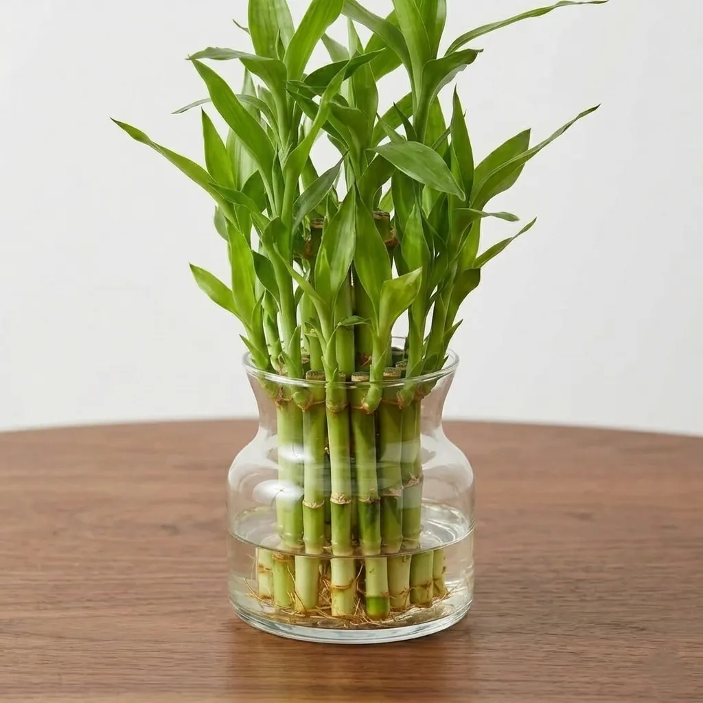 3 Layer Lucky Bamboo — photo 2