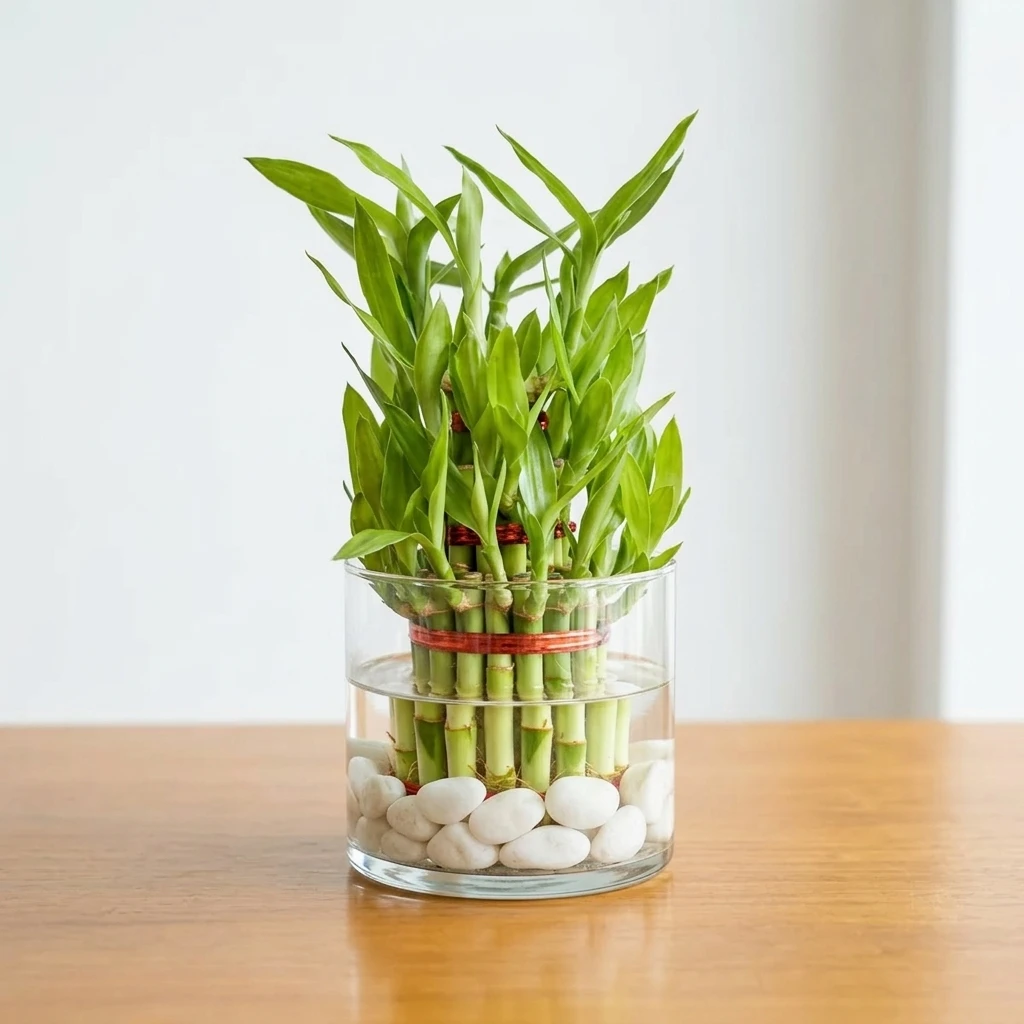 Lucky Bamboo in Glass Bowl