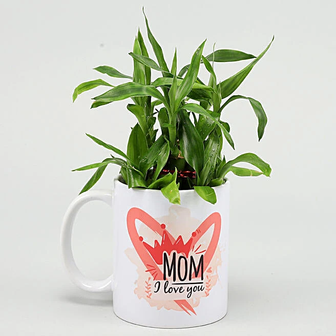 Bamboo Plant in Coffee Mug
