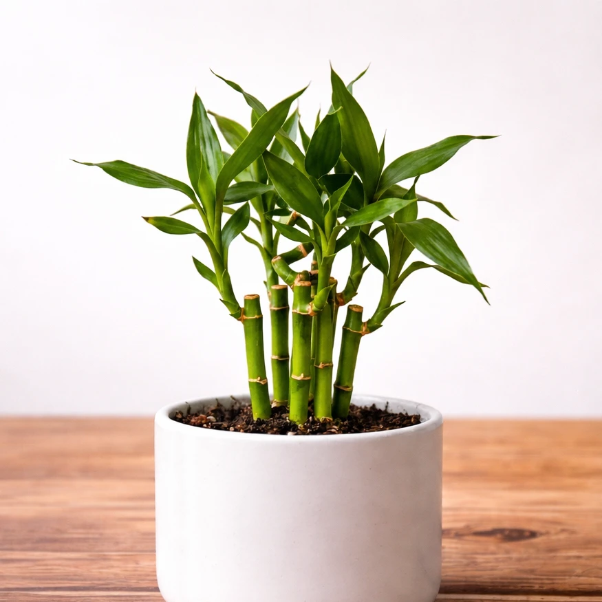 Lucky Bamboo Plant — photo 2