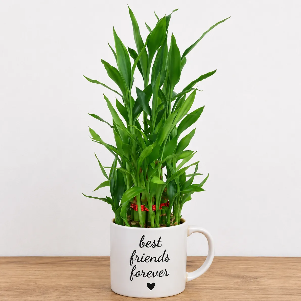 3 Layer Lucky Bamboo in Mug — photo 2