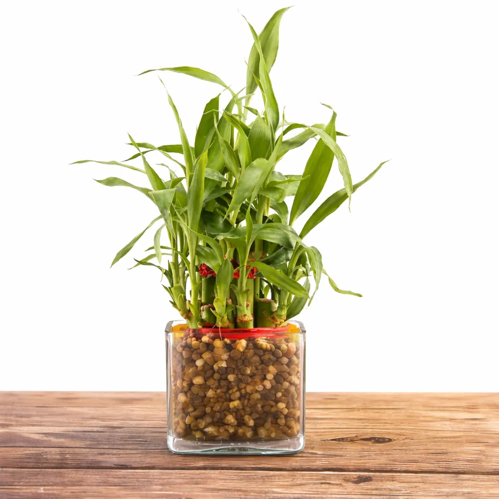 Lucky Bamboo Plant with Cadbury Celebrations — photo 2