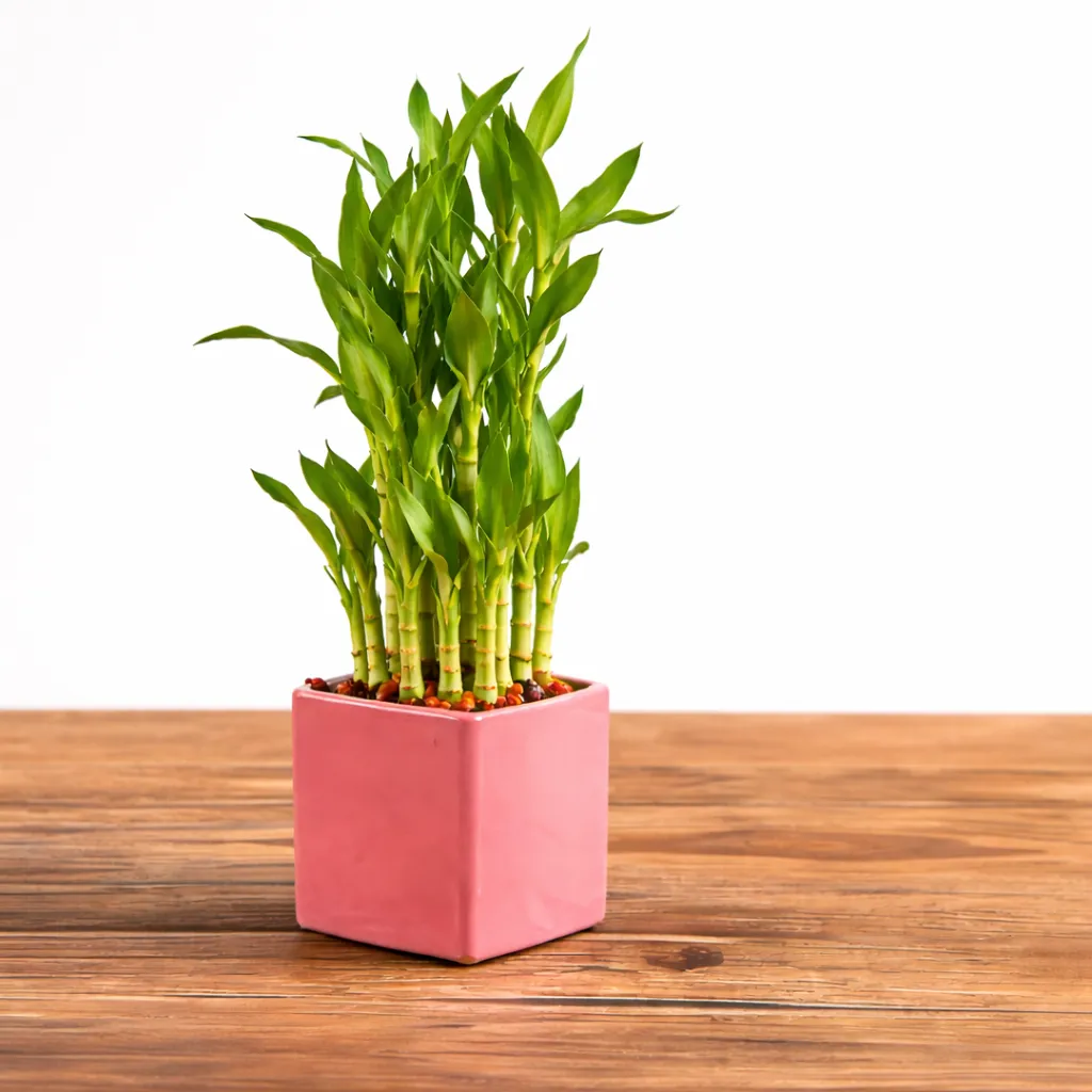 Lucky Bamboo Gift Combo — photo 2