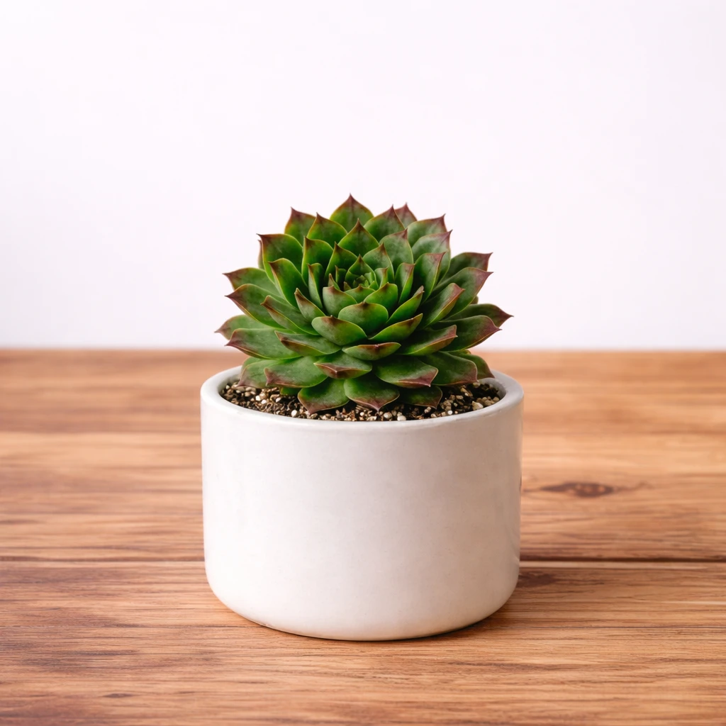 Laxmi Kamal Haworthia Plant
