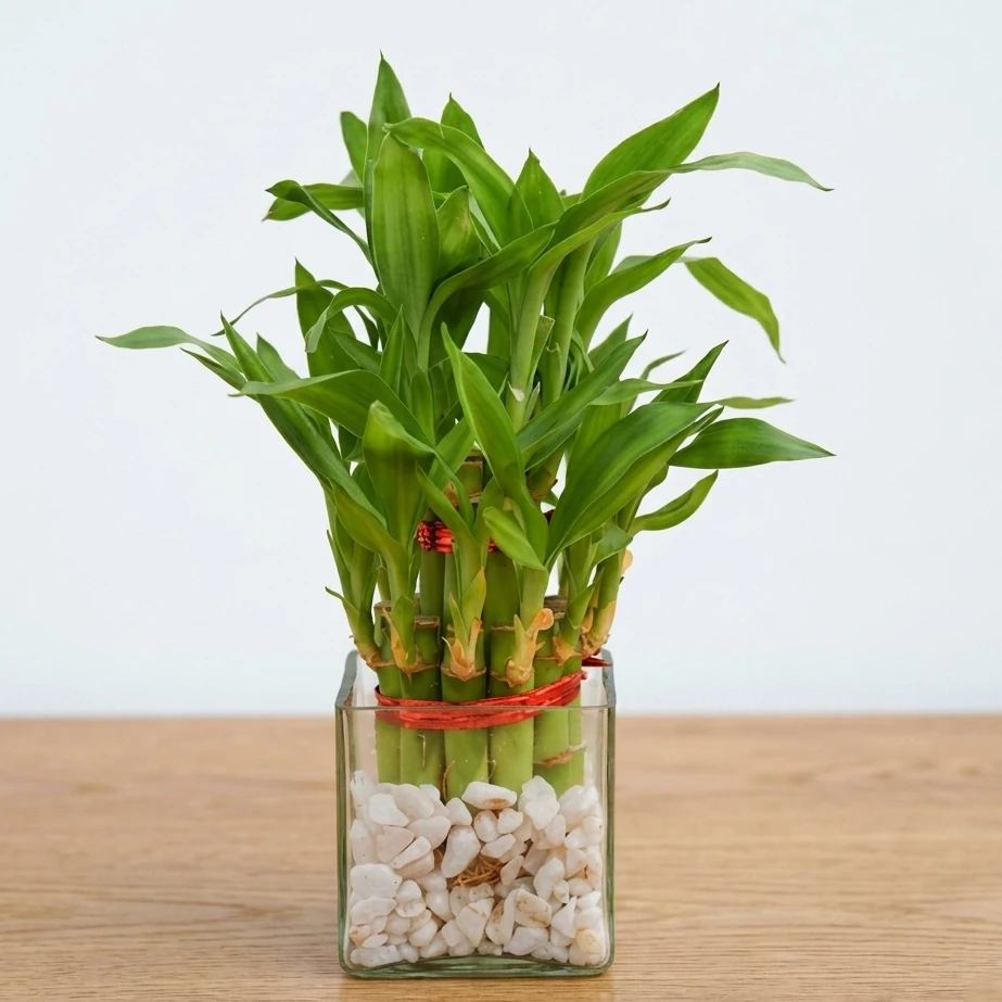 2 Layer Lucky Bamboo in Vase with Pebbles — photo 2