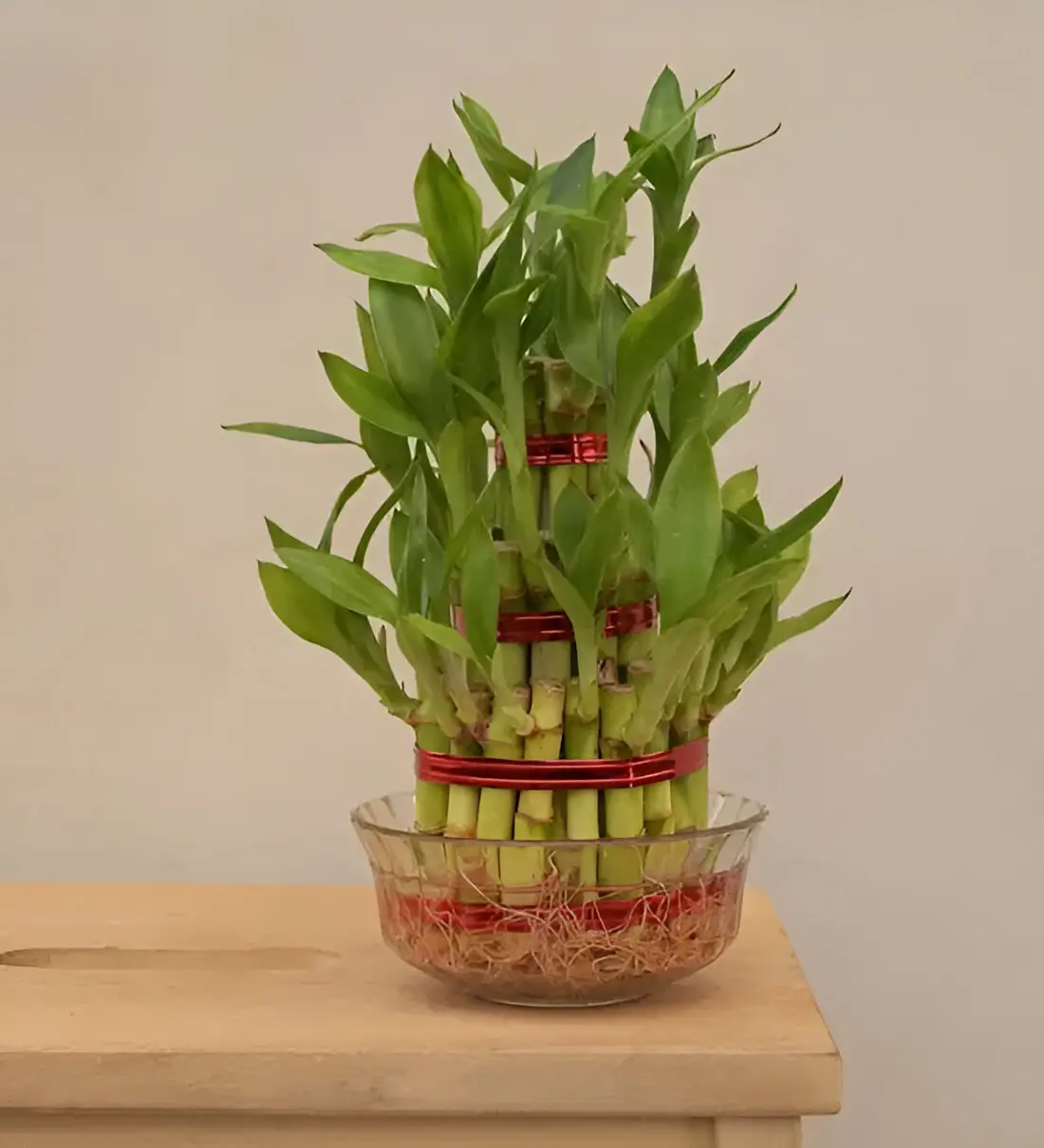 3 Layer Lucky Bamboo Plant