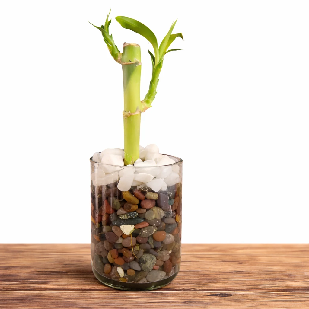 Lucky Bamboo Plant with Chocolate — photo 3