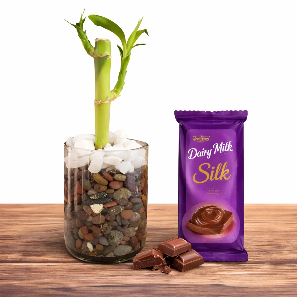 Lucky Bamboo Plant with Chocolate