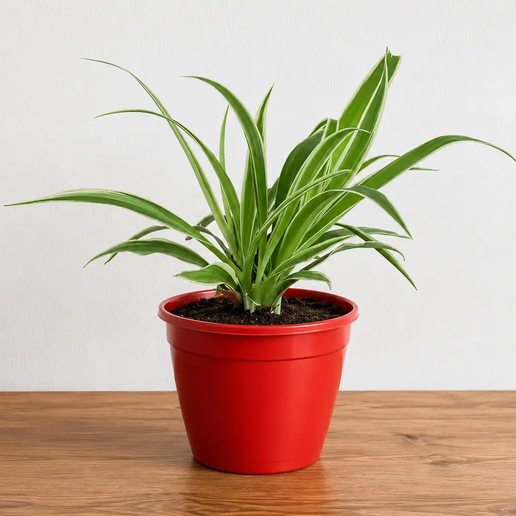 Spider Plant in Red Pot