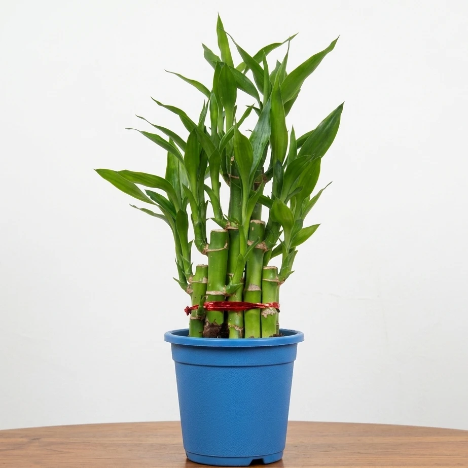 Lucky Bamboo Plant in Blue Pot