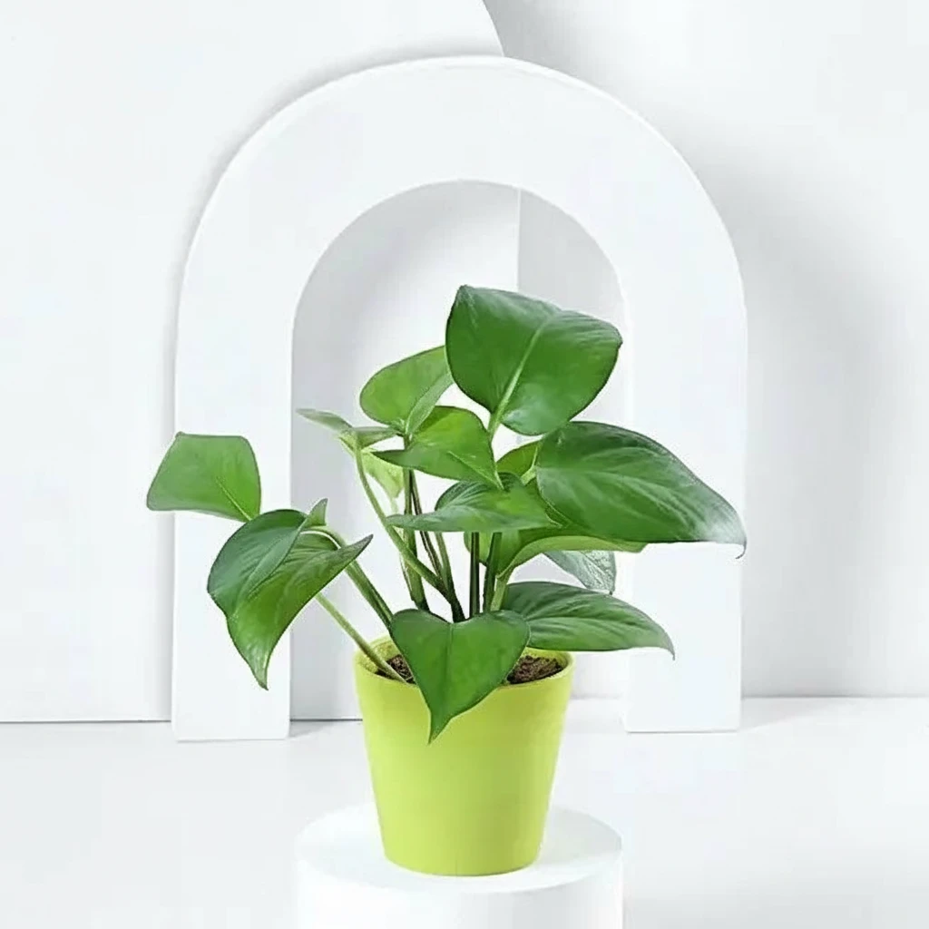 Money Plant in Green Pot — photo 2