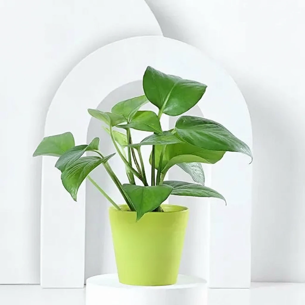 Money Plant in Green Pot — photo 3