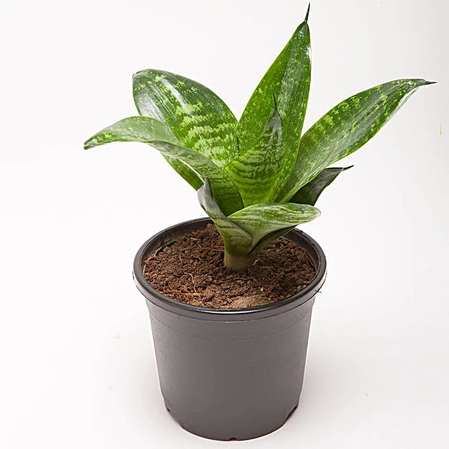 Compact Snake Plant Home Gift
