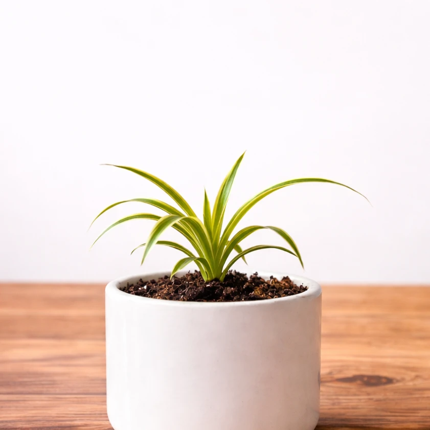 Spider Plant — photo 2