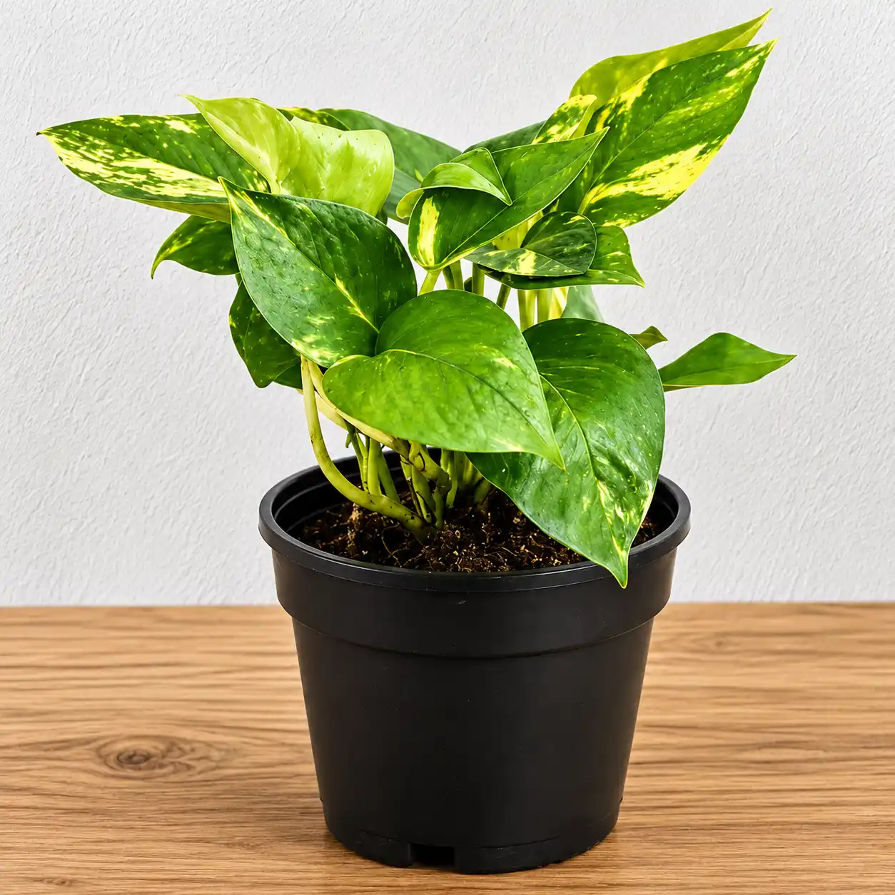 Money Plant in Black Pot — photo 2
