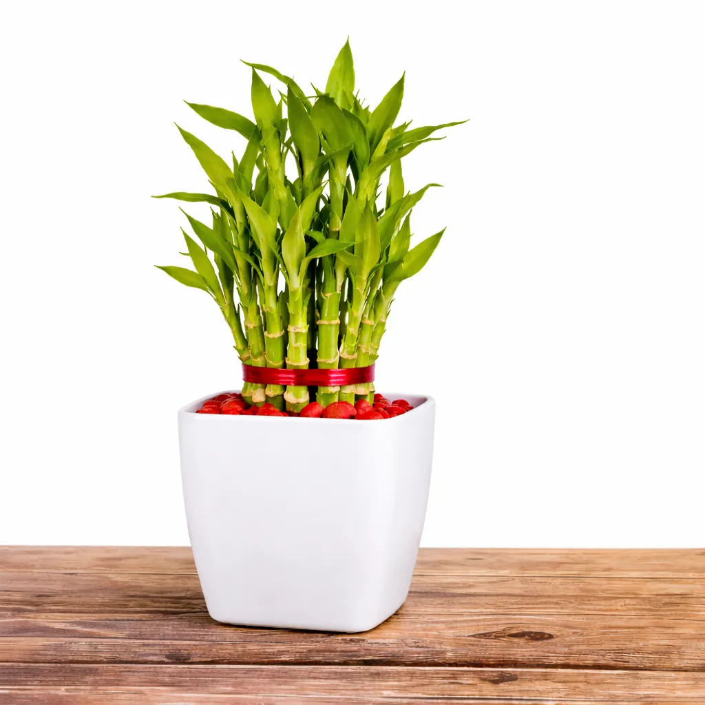 Lucky Bamboo and Chocolate Combo Gift — photo 2