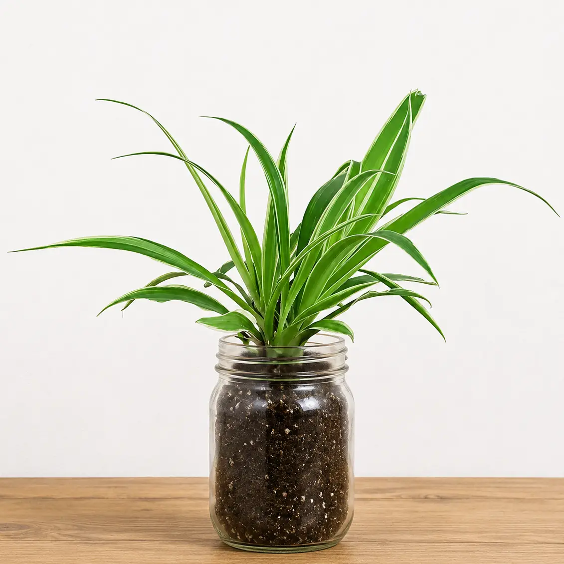 Spider Plant in Glass Jar